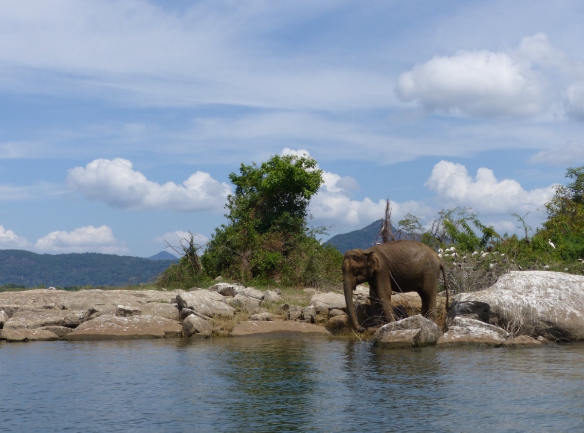 Sfeerafbeelding Sri Lanka olifant water zwemmen natuur gal oya