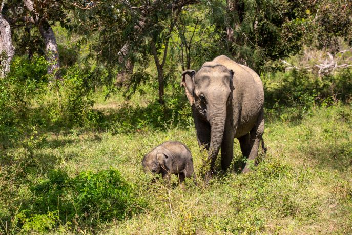 Sfeerafbeelding yala nationaal park sri lanka olifant baby olifant