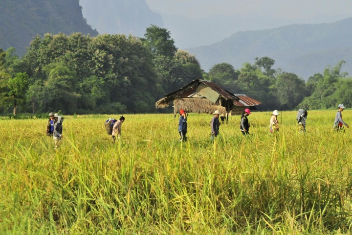 Sfeerafbeelding Combinatiereis-Laos-en-Thailand-Dimsum-Reizen