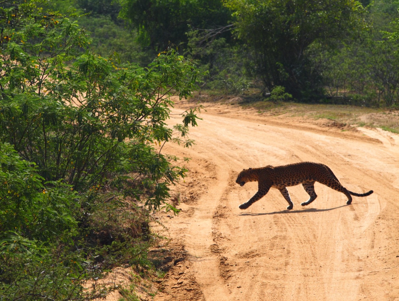 Sfeerafbeelding Safari luipaard SriLanka Yala Wilpattu