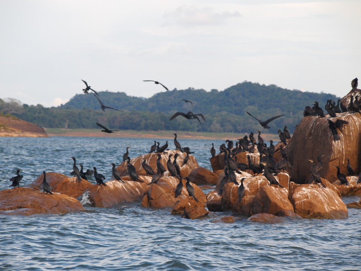 Sfeerafbeelding Sri Lanka Vogels spotten.JPG